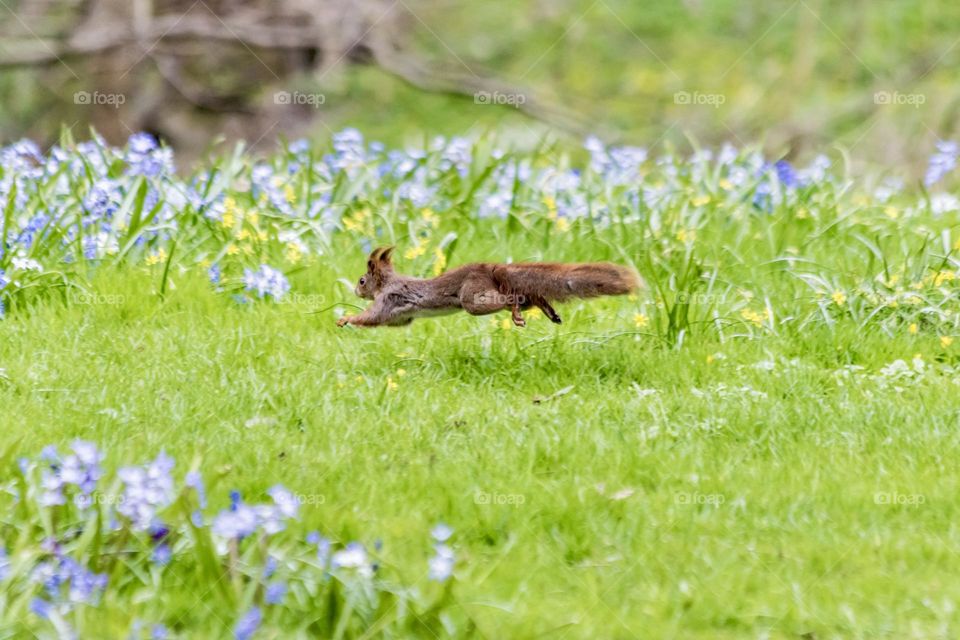 Squirrel running in the green grass surrounded by colorful flowers at spring 