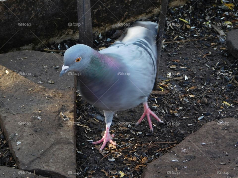 Pigeon