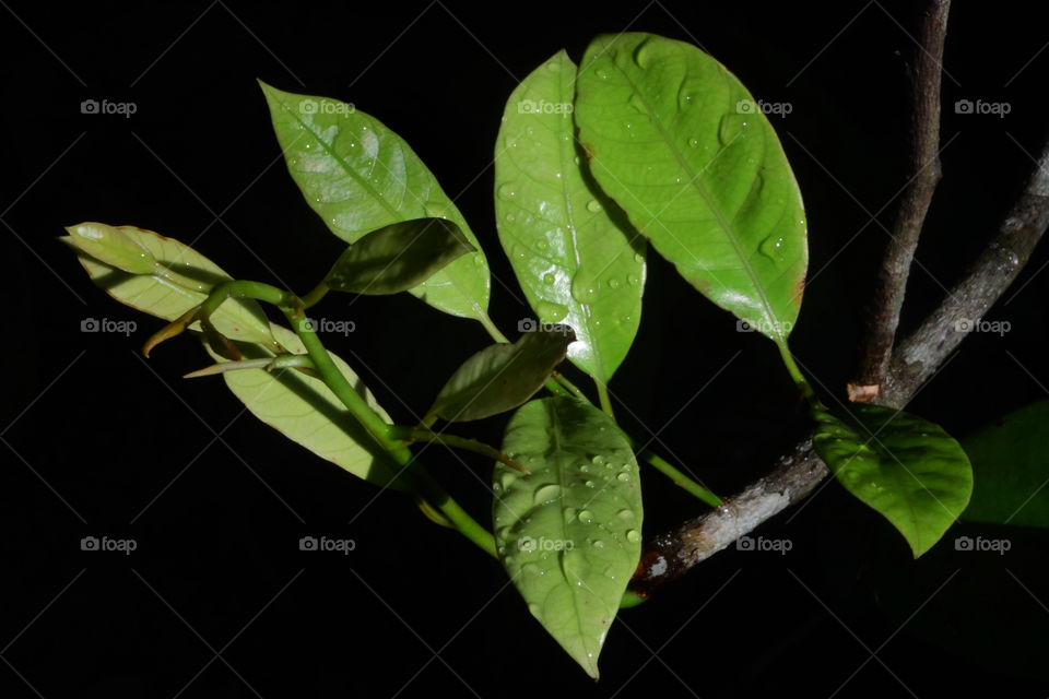 hidden beauty of dewdrops