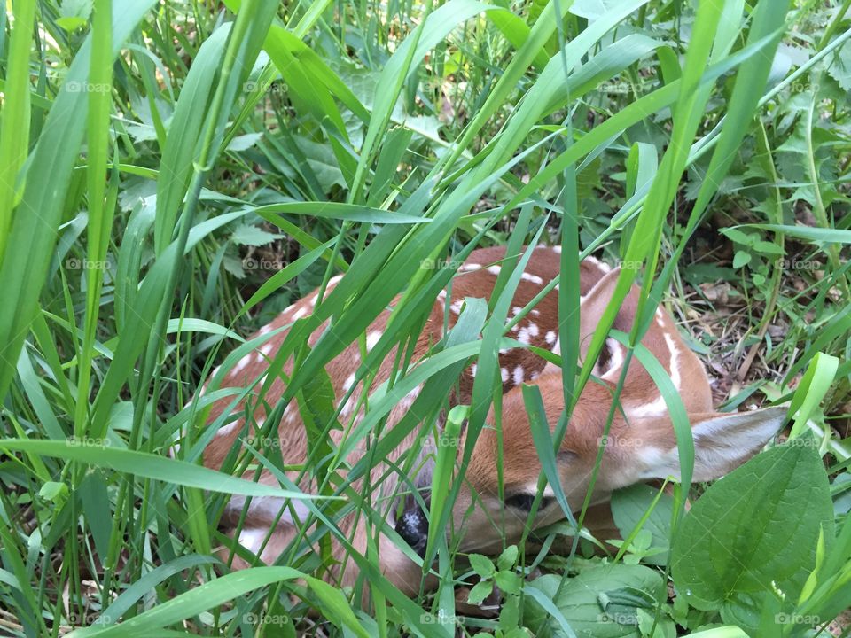 Fawn found on our property 