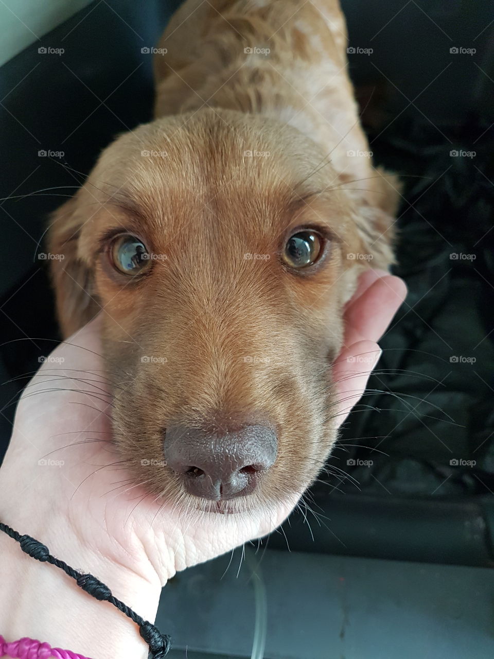 little puppy wants to be healthy to enjoy life