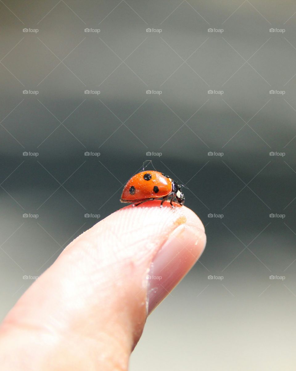 Ladybird on the top of a finger