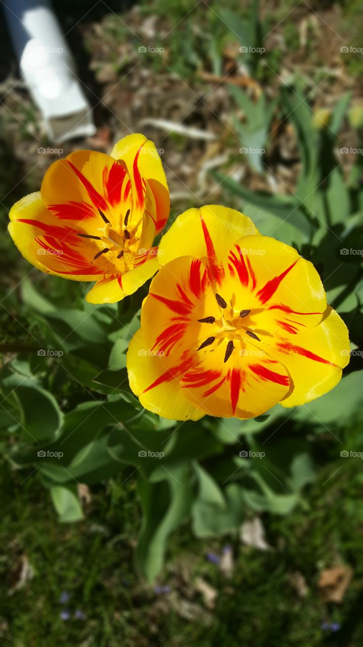 Springtime Flowers. Stevens Point, Wi