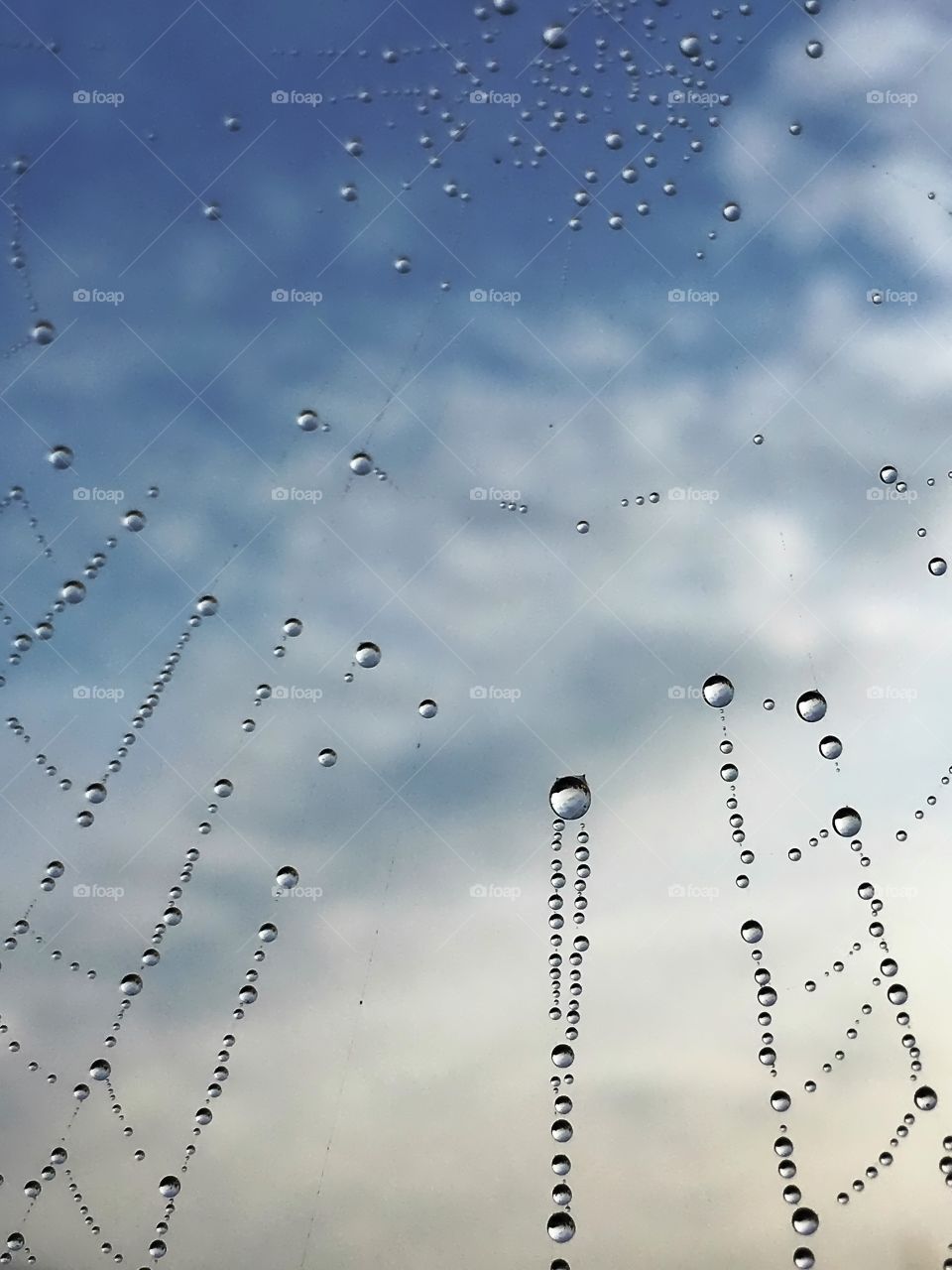 Water drops on a spider web