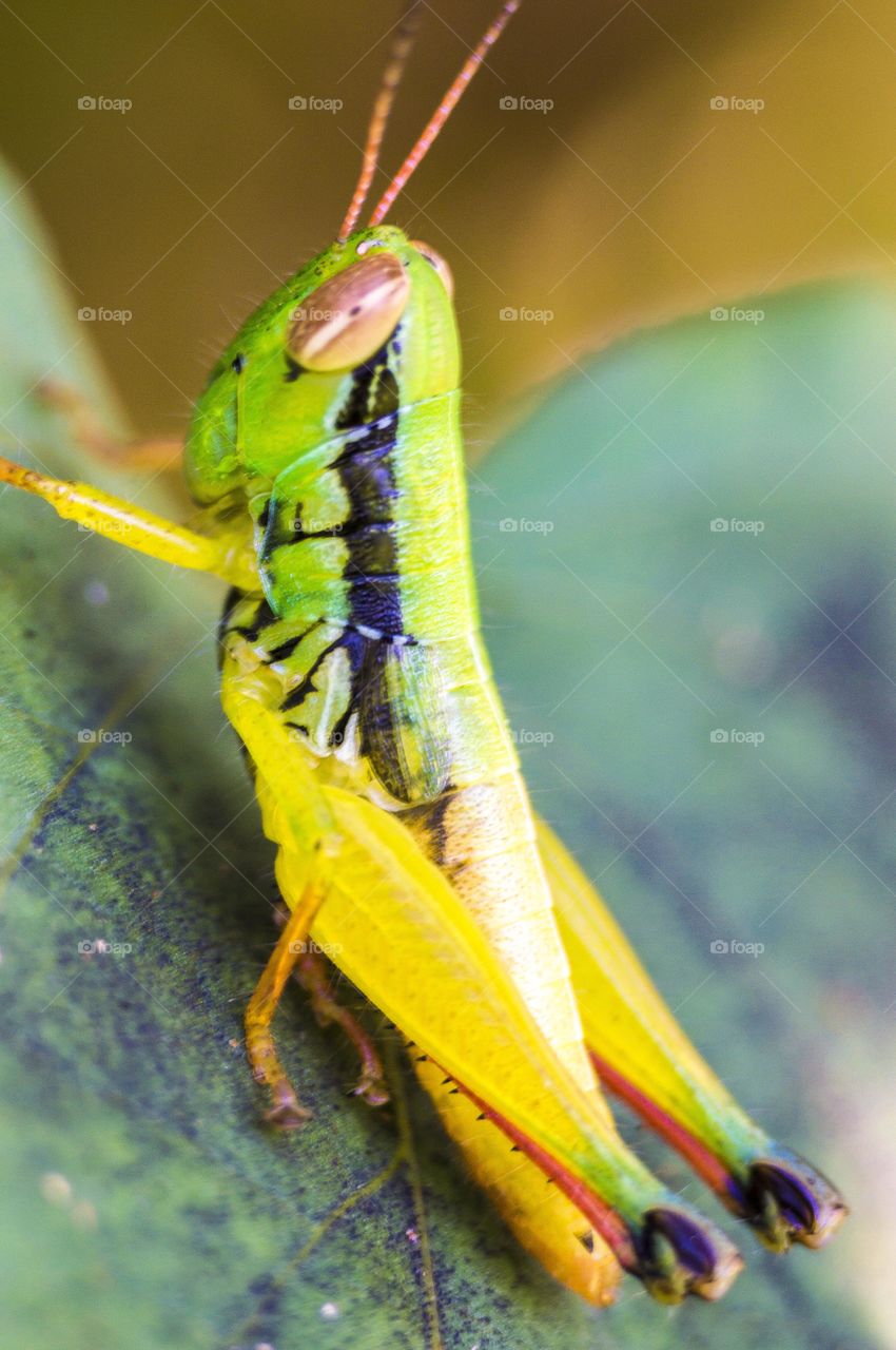 grasshopper
