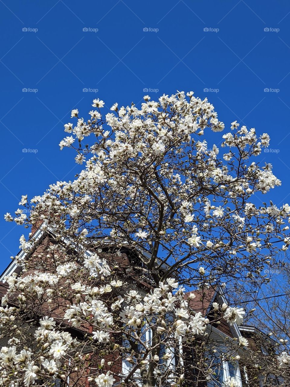 Urban city view.  Top view of blooming flowers,  branches of magnolia close up. Spring season