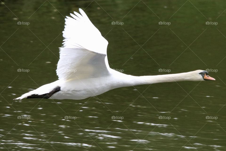 Swan in flight 