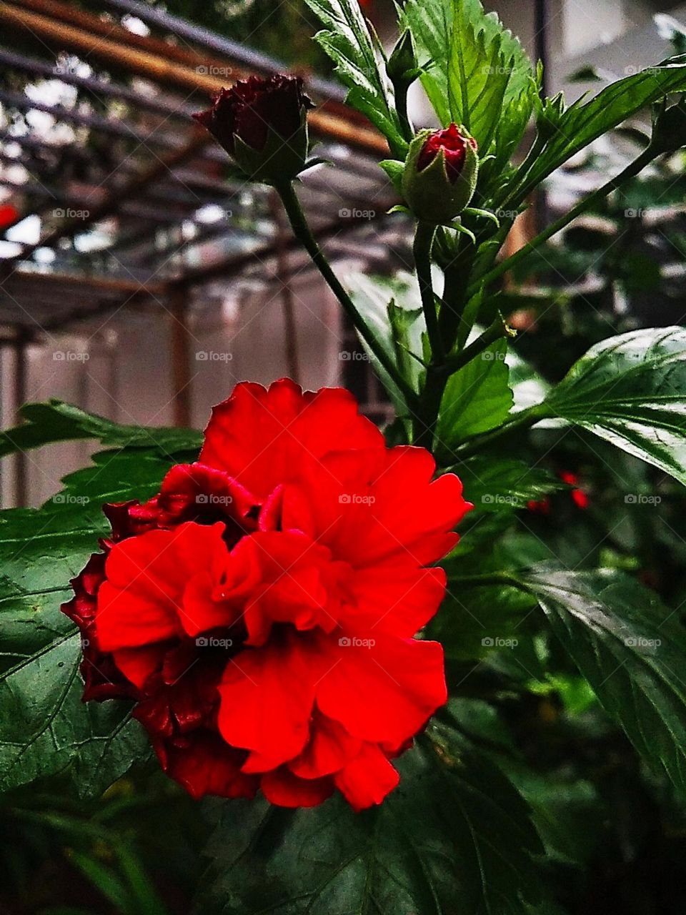 Red flower plants