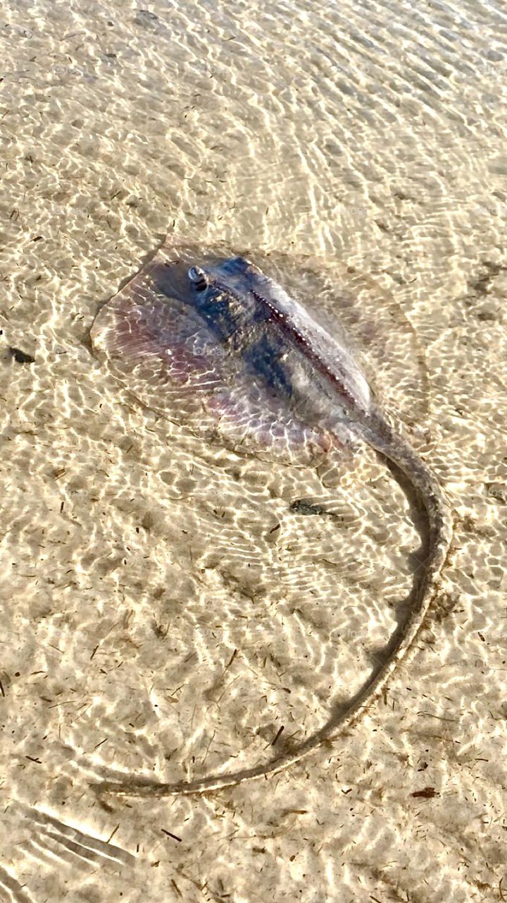 Beautiful stingray at the beach.