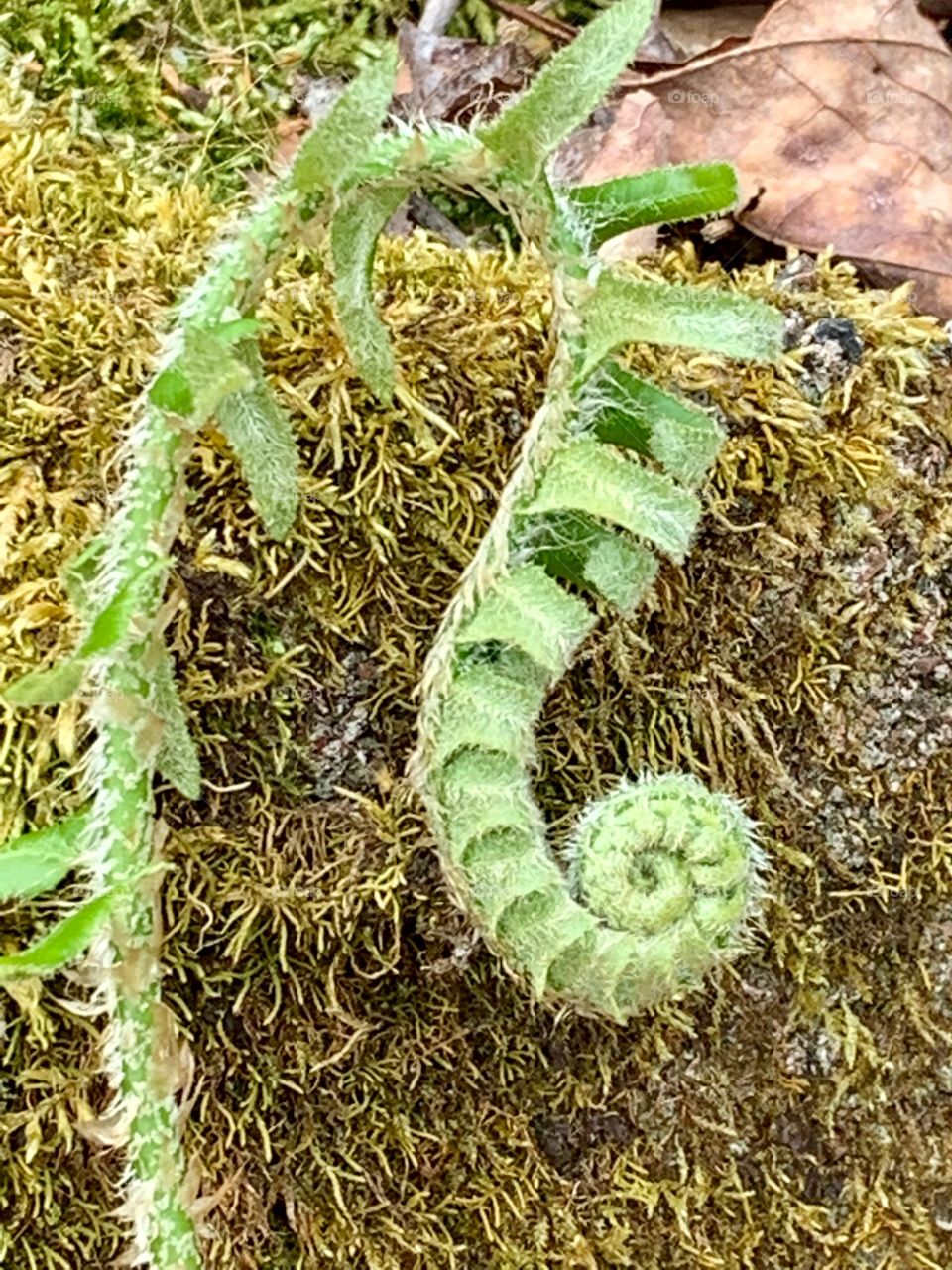 Baby fern in the spring