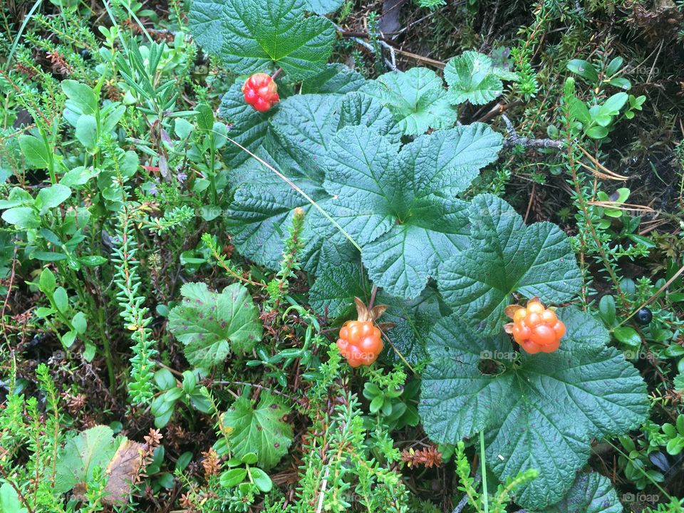 Cloudberries
