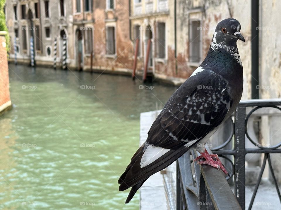 Bird in Benice on the Railing 