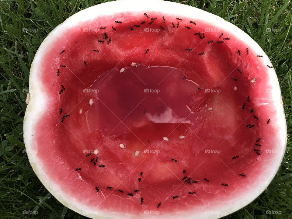 Everything Loves Watermelon