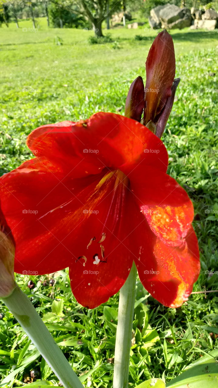 PRIRODA, PRIRODNA, PRIRODNA, BOTANICHNA, PECHELKA, OKOLNA SREDA, GRADINA, TSVETE Hippeastrum papilio (Ravena).

￼