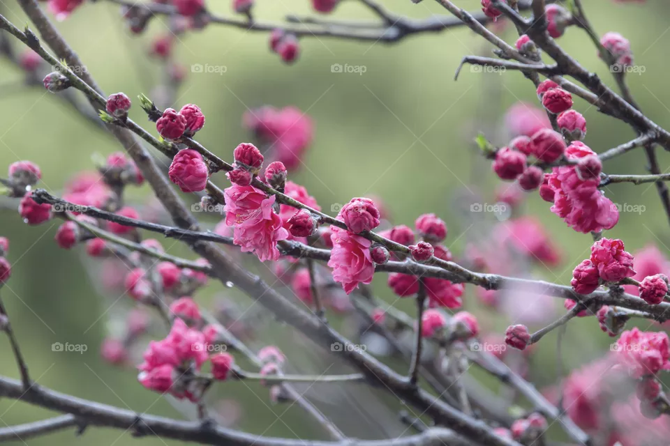 桃花
