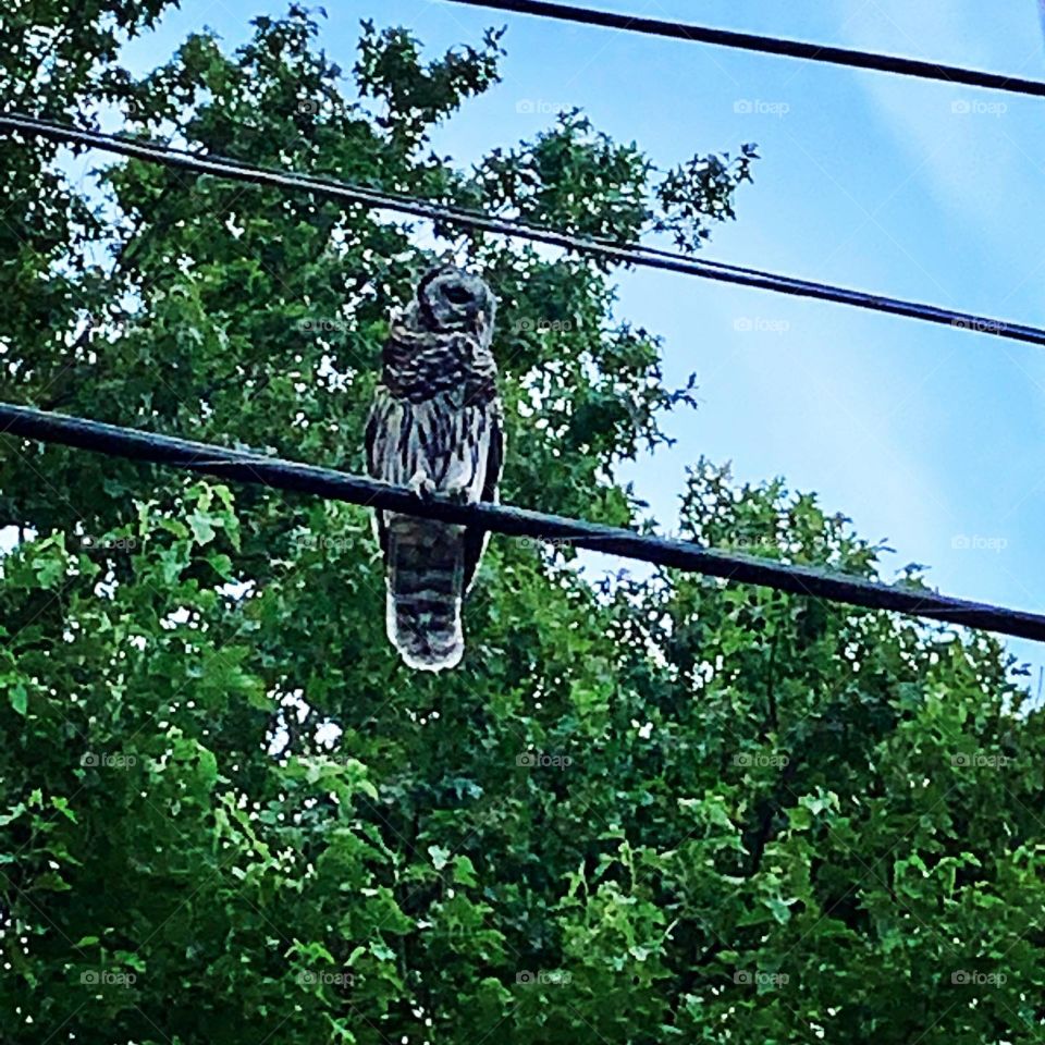 Barred owl on wire in trees 