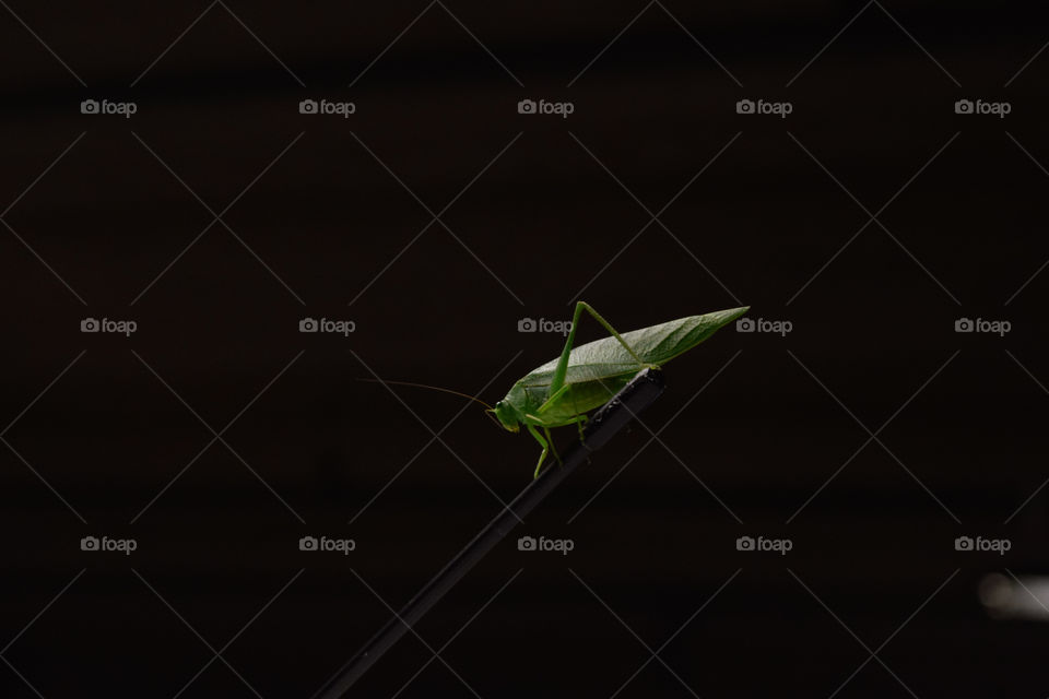 Cricket, in Brazil some call it hope, it was on the antenna of my car when I went to the market.