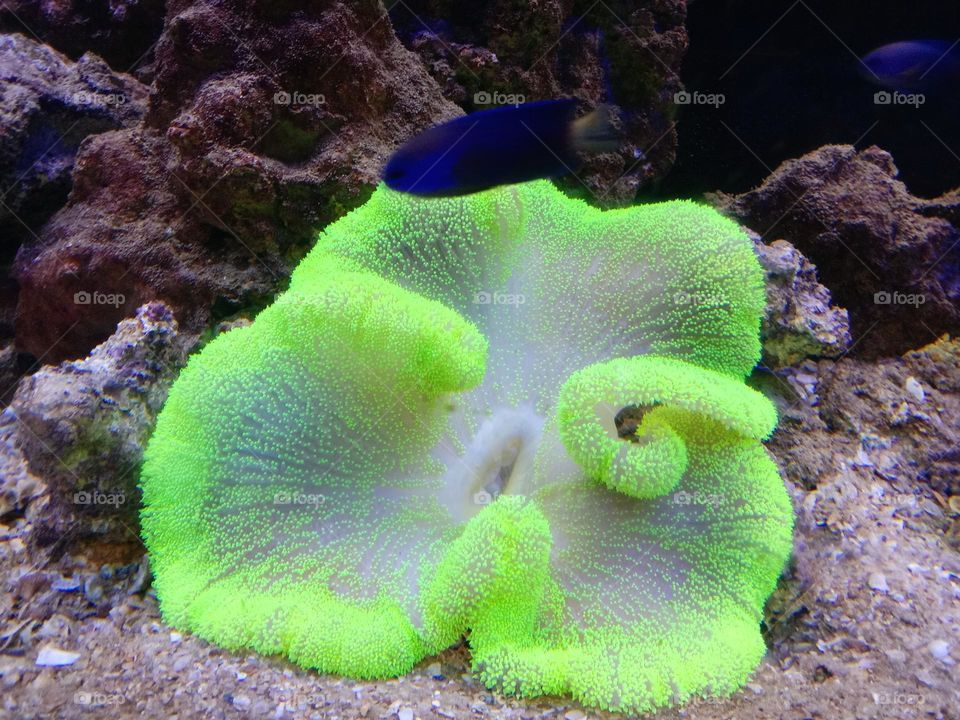 Green carpet anemone.