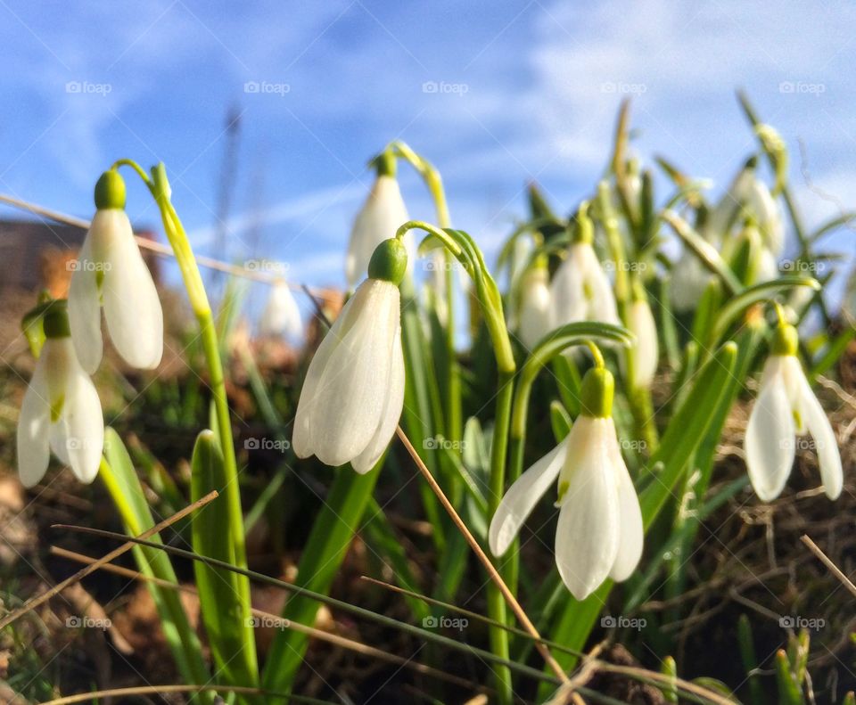 Close-up of white flower