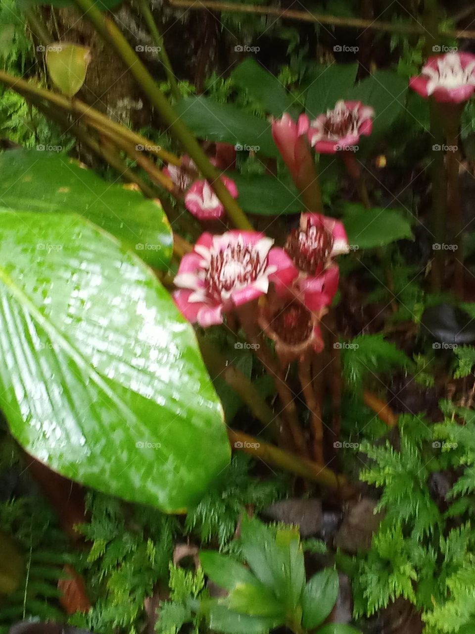 Small red and white flower with petals turned under.