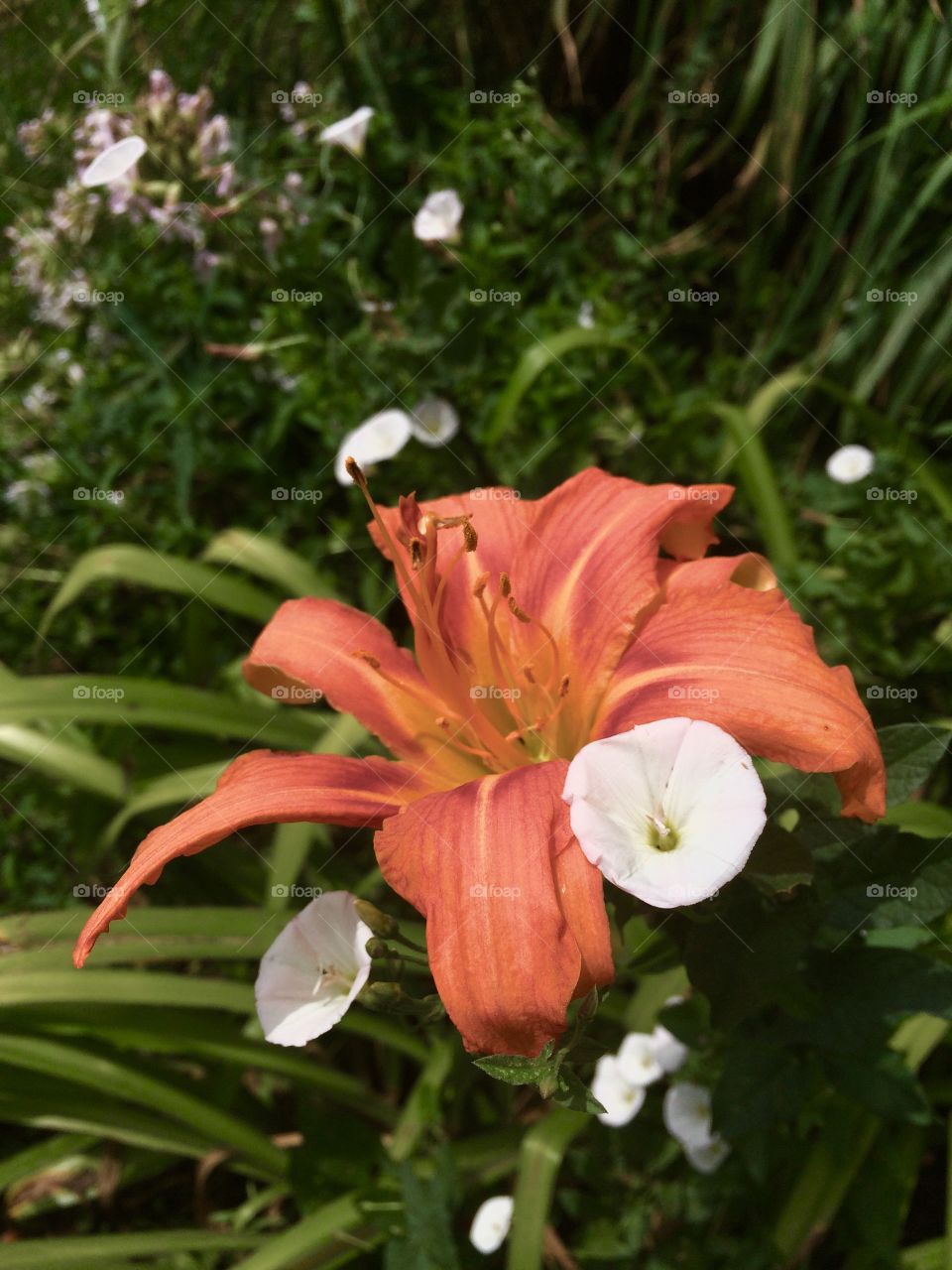 Old Fashioned Lily and Bindweed 