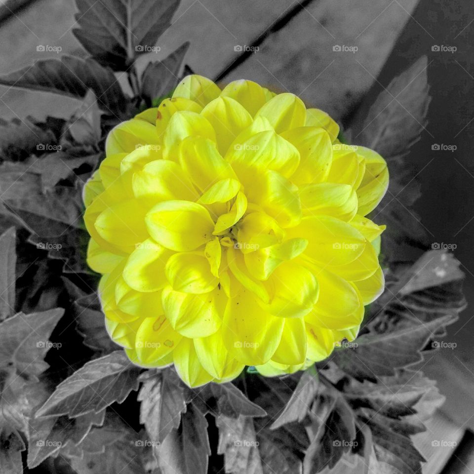 Yellow Flower with black and white background