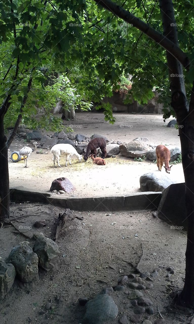 zoo animals
