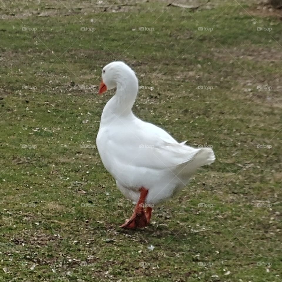 walking duck