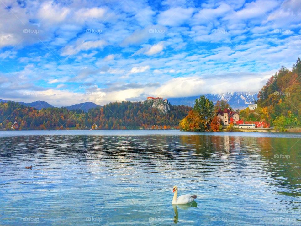 Ducks swimming on lake