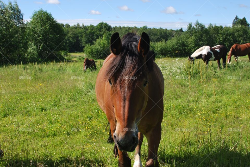 horses