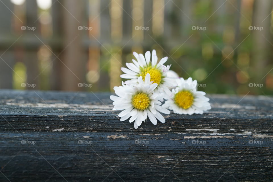 wilting daisys