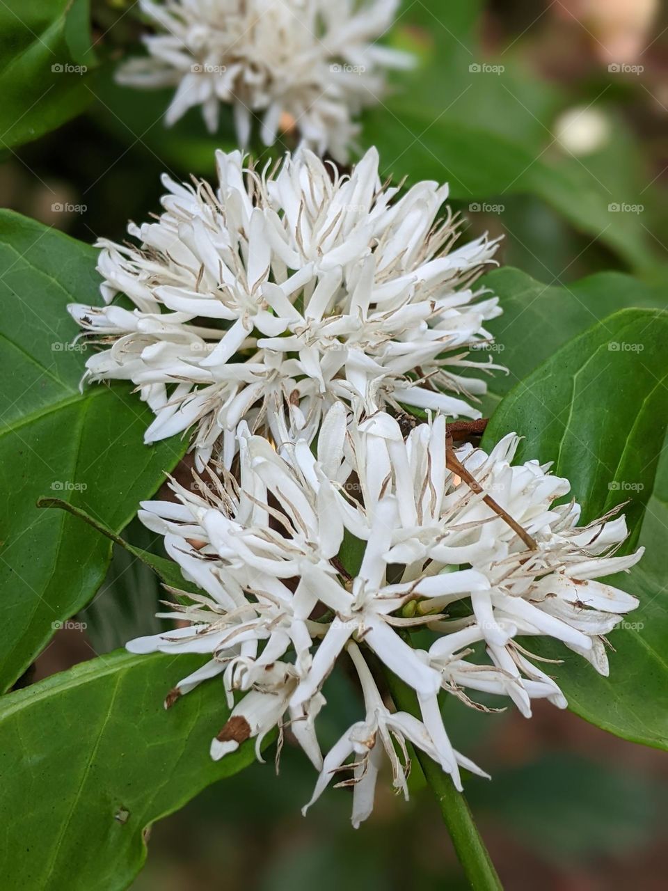 coffee plant flowers🌼