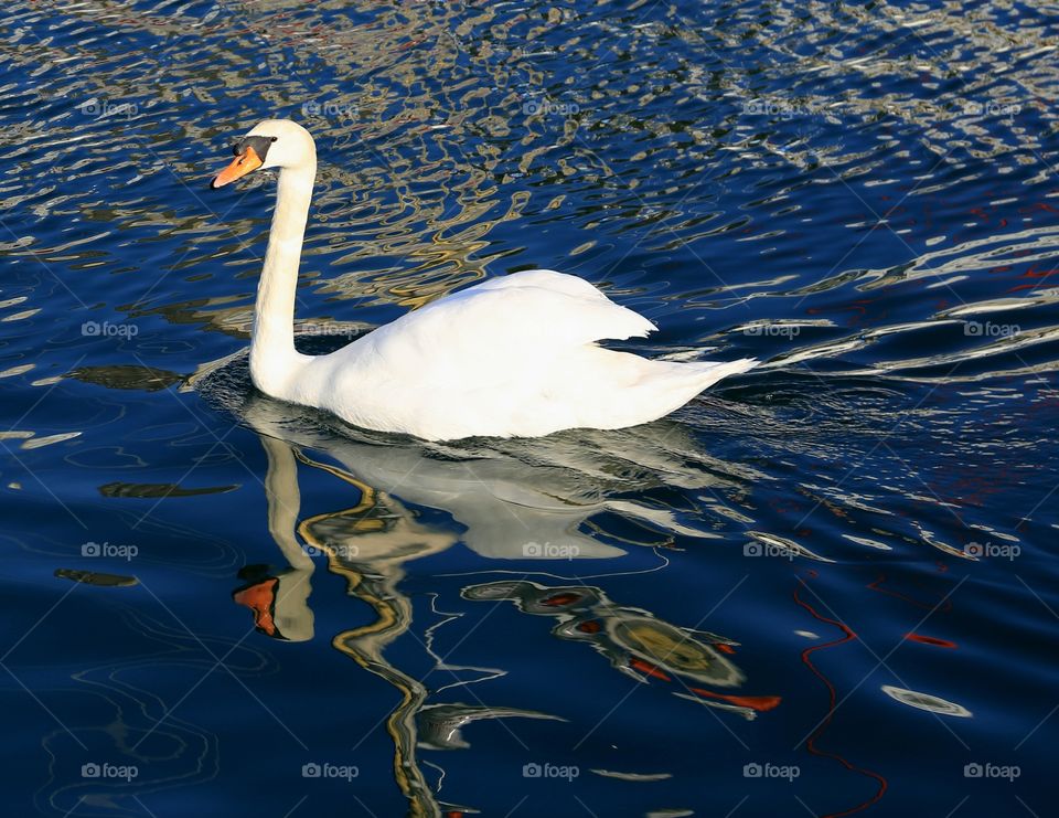 Swan