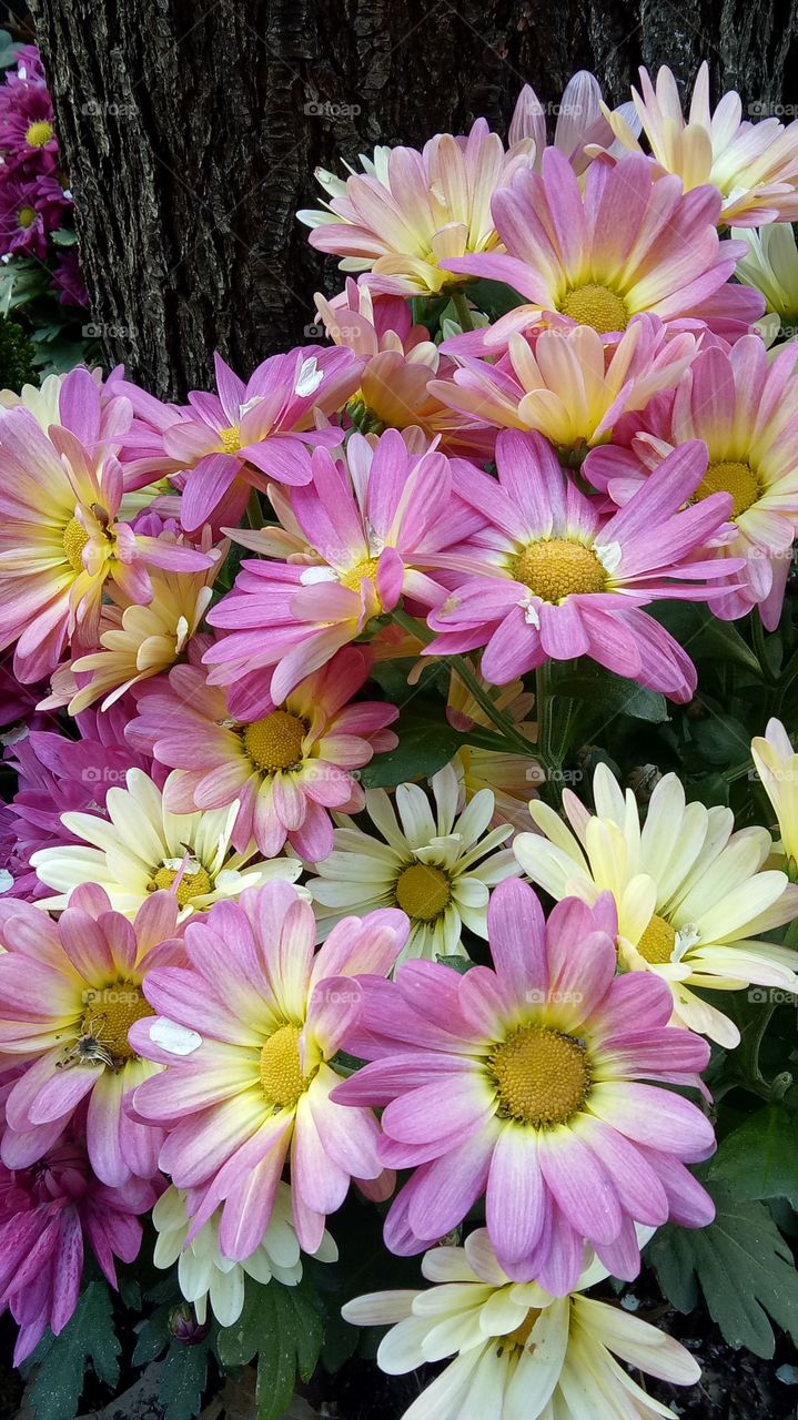 Marguerite daisy (Argyranthemum frutescens) is a perennial flowering shrub that attracts butterflies and bees. This daisy is a prolific bloomer and will bloom again. It grows best in full sunlight to partial shade and is heat tolerant.