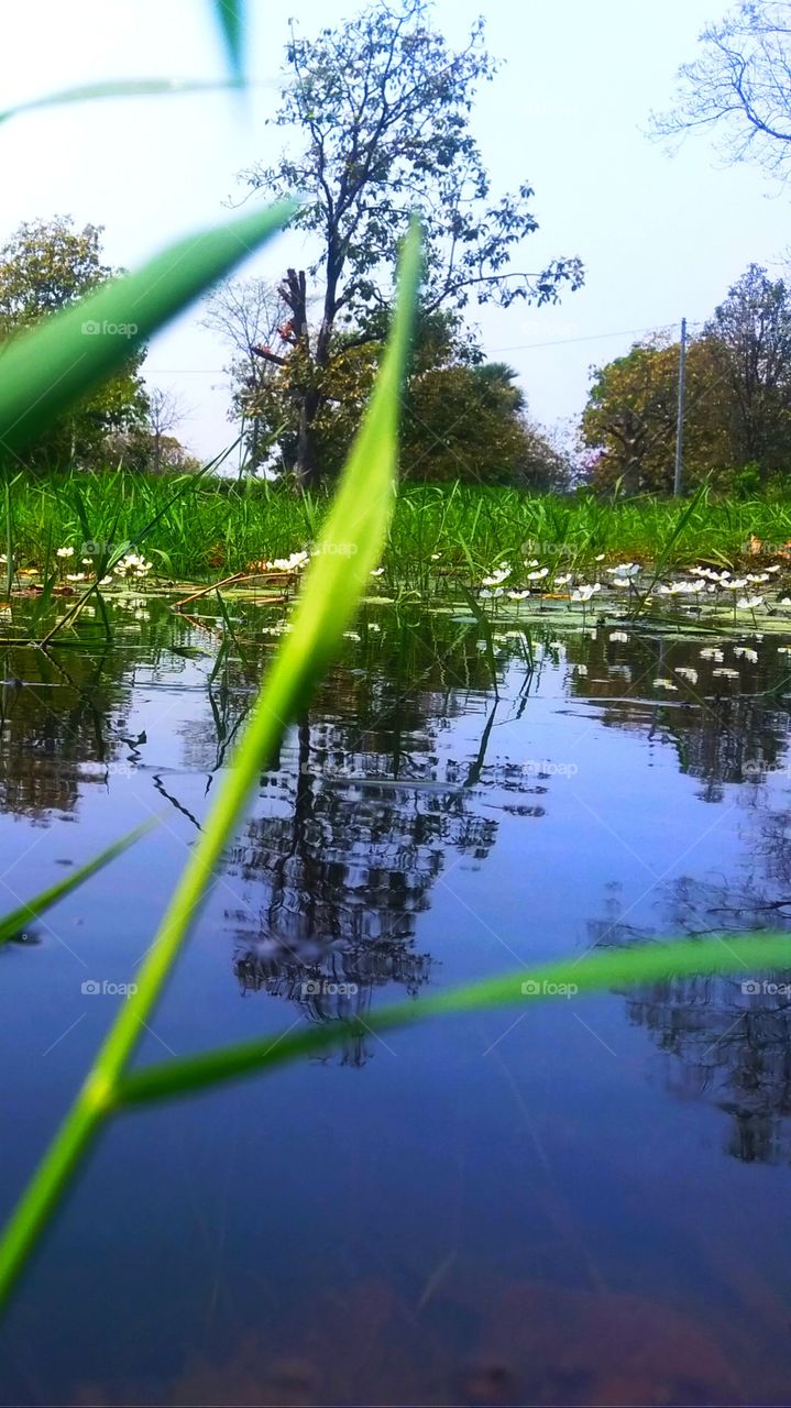 pond which you watch in discovery,real look