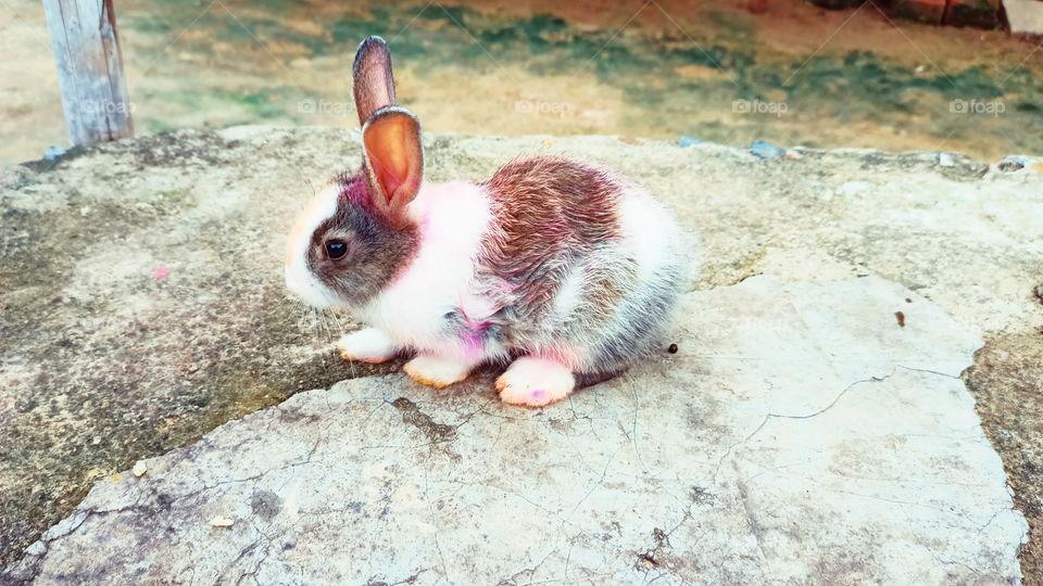 Rabbit India