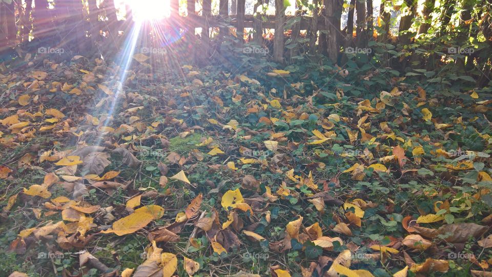 Sun playing with  leaves