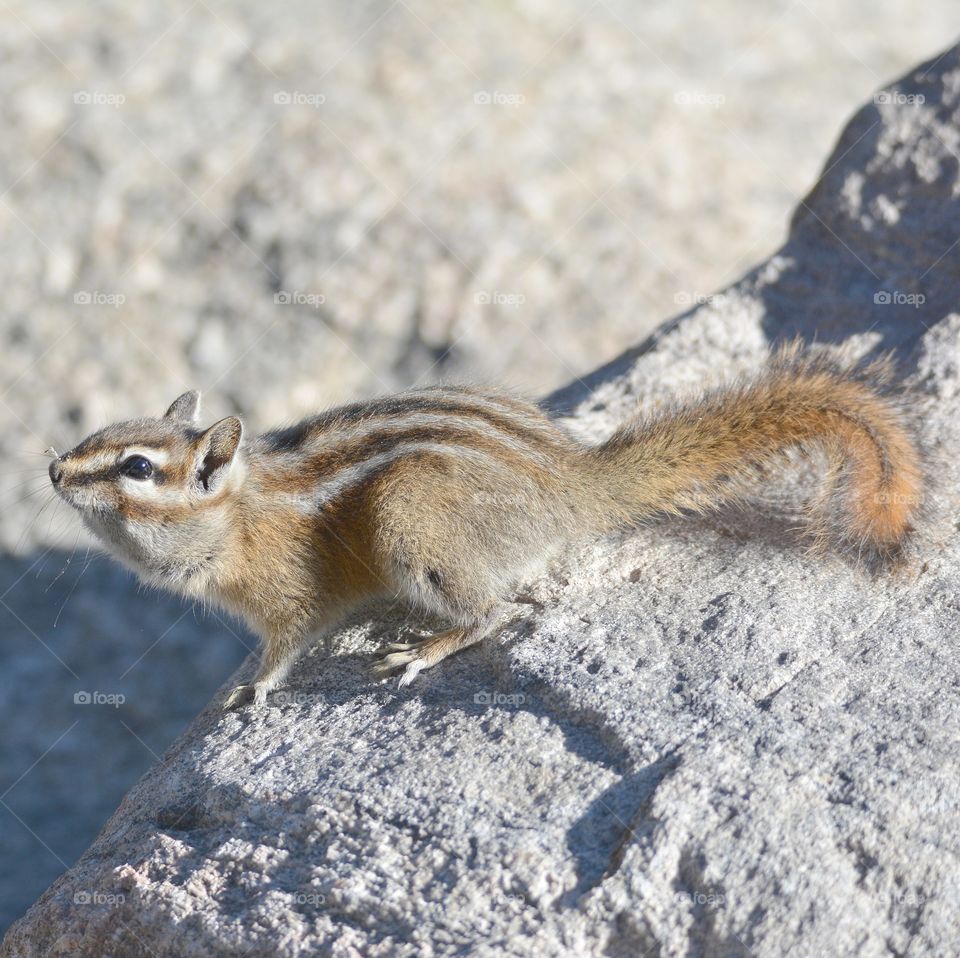 Chipmunk 
