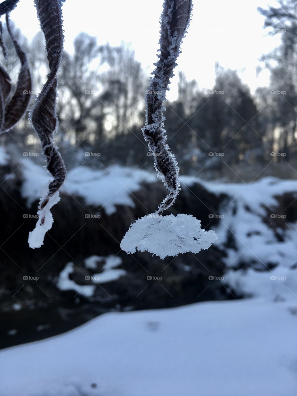 Clumps of snow cling to wilted leaves 