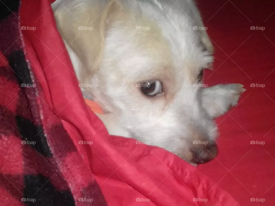 pilli