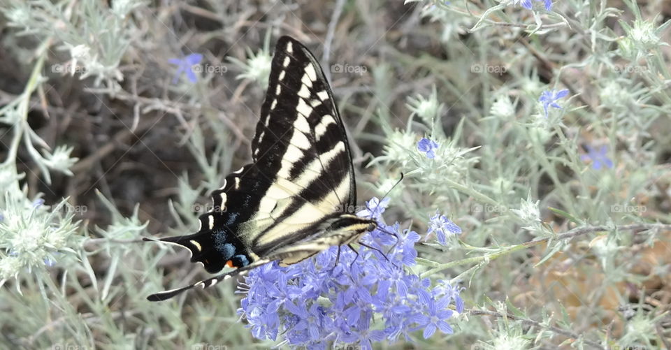 swallowtail. my garden