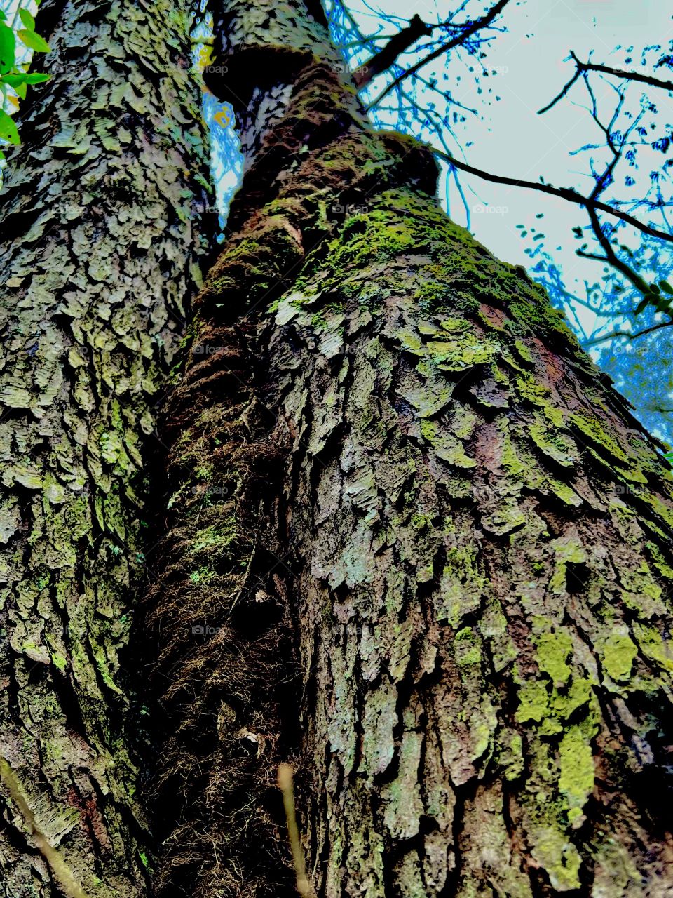 Mossy Vine