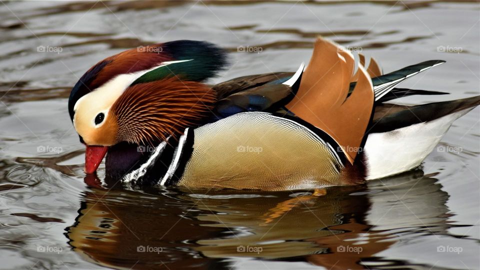 colorful mandarin duck swimming in the water looking down to its own reflection