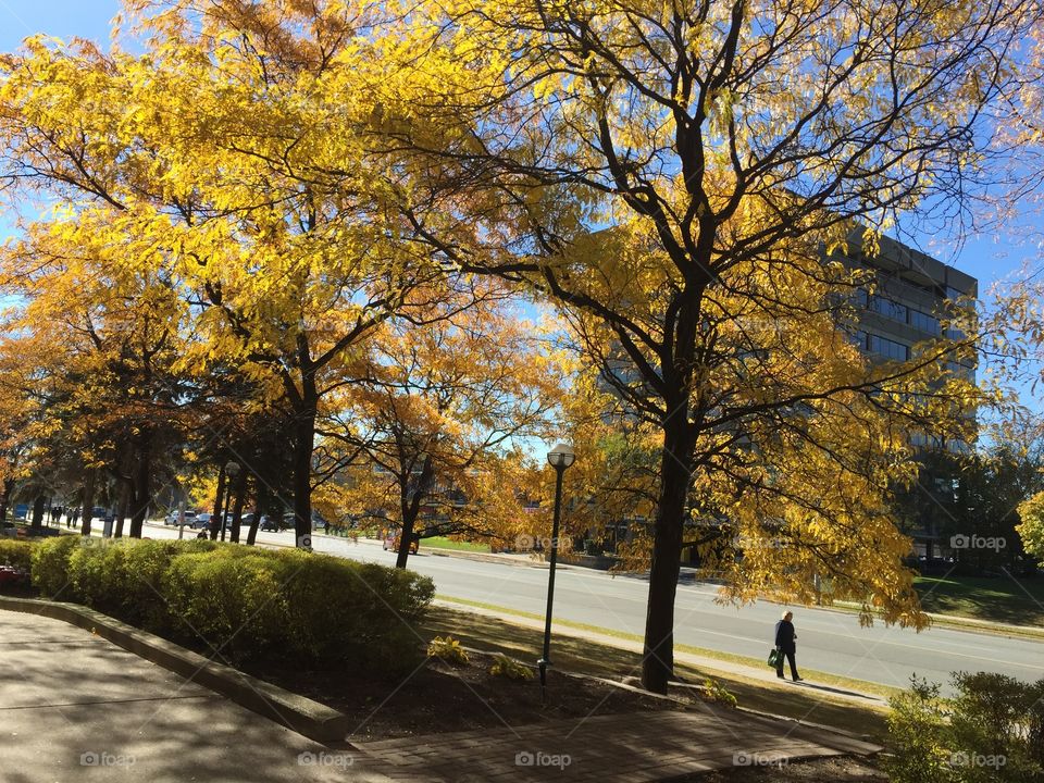 Toronto fall 2015