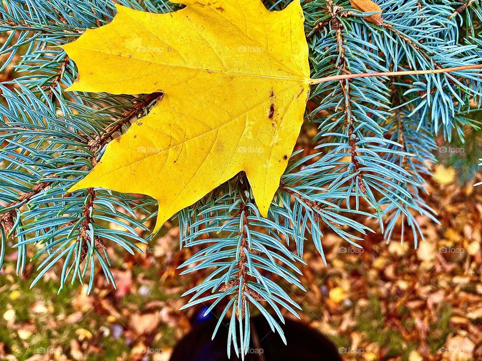 #leaf #tree
#branch #prickles #tree
#autumn #