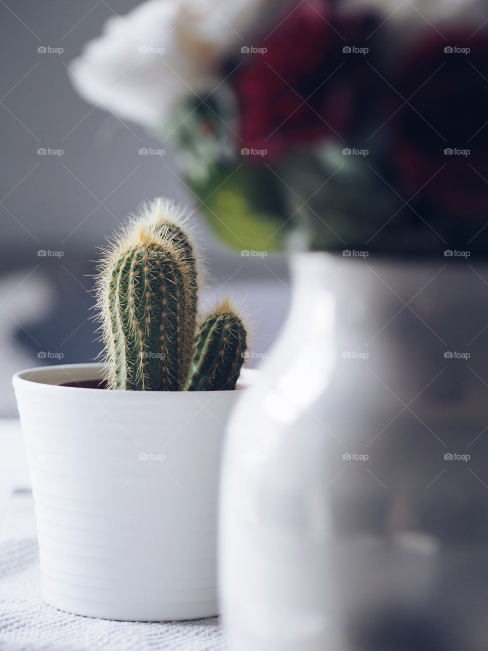 Cactus
