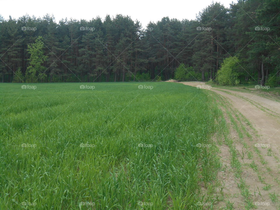 Landscape, No Person, Grass, Field, Environment