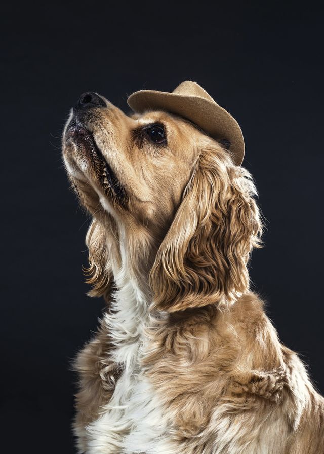 smart hat dog