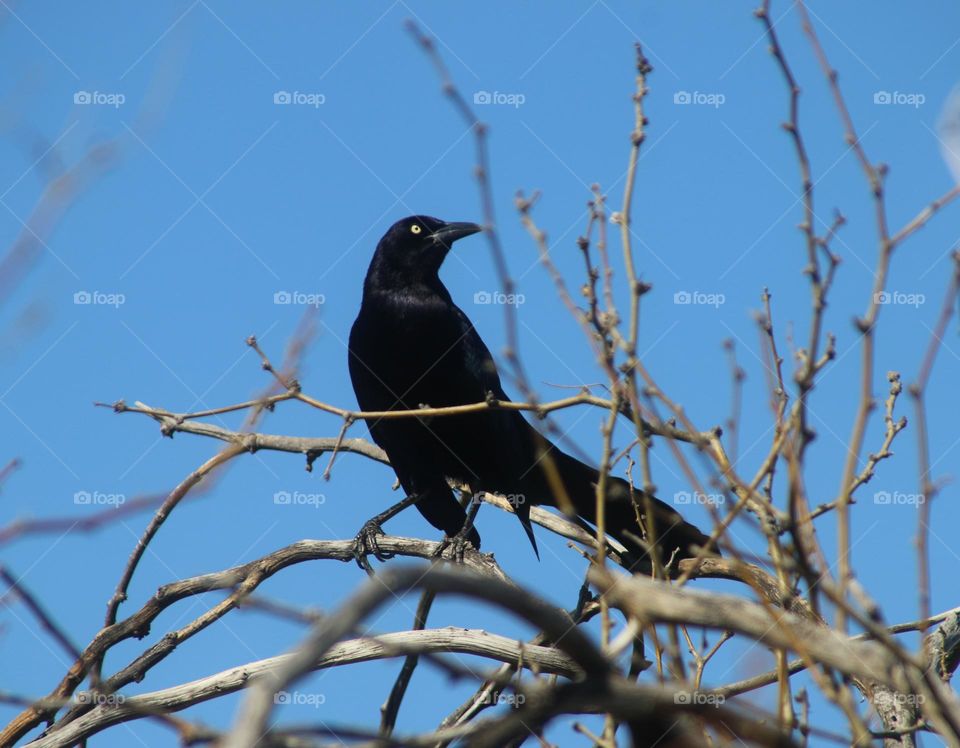 Male Grackle in a Tree