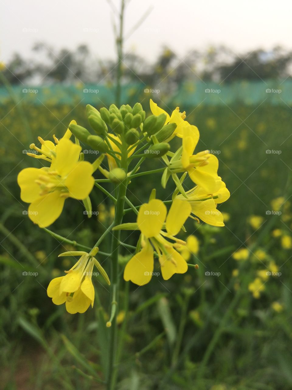 #flower #yellowsarso #sarsoflower